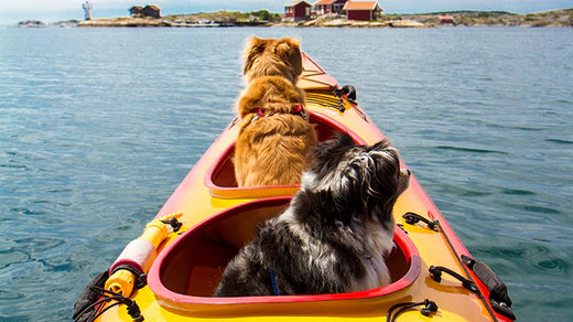 two dogs sitting in the wells of a tandem kayak on the sea