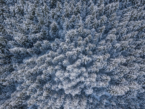 Trees topped with snow