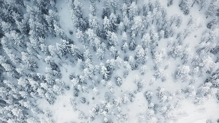 Trees in winter covered in snow