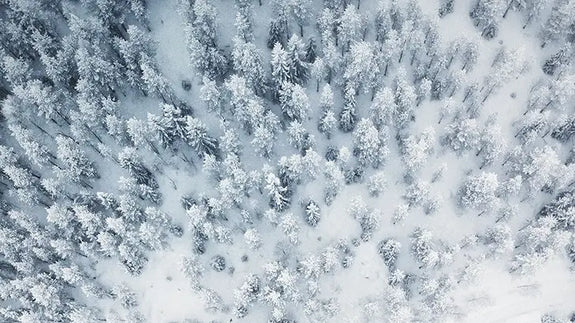 Trees in winter covered in snow