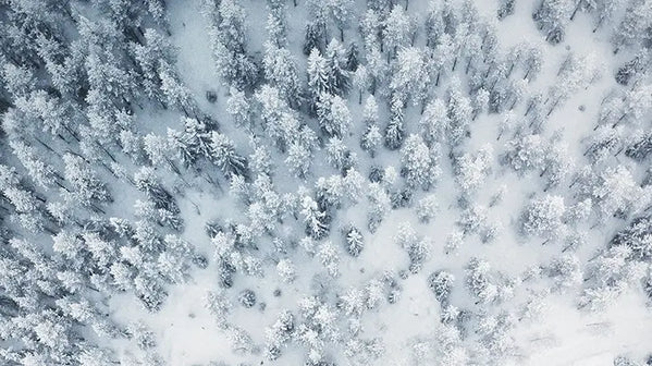 Trees in winter covered in snow