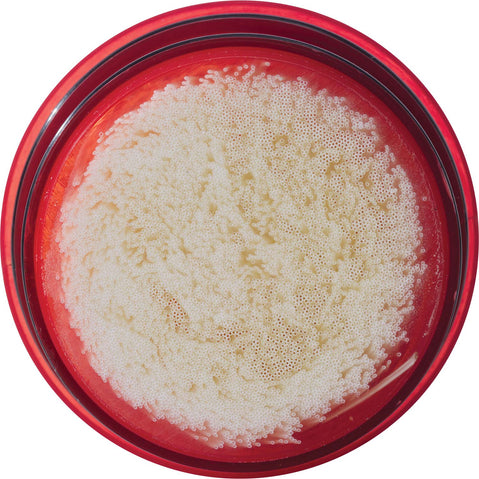 MSR Guardian Water Filter Cartridge Replacement fiber